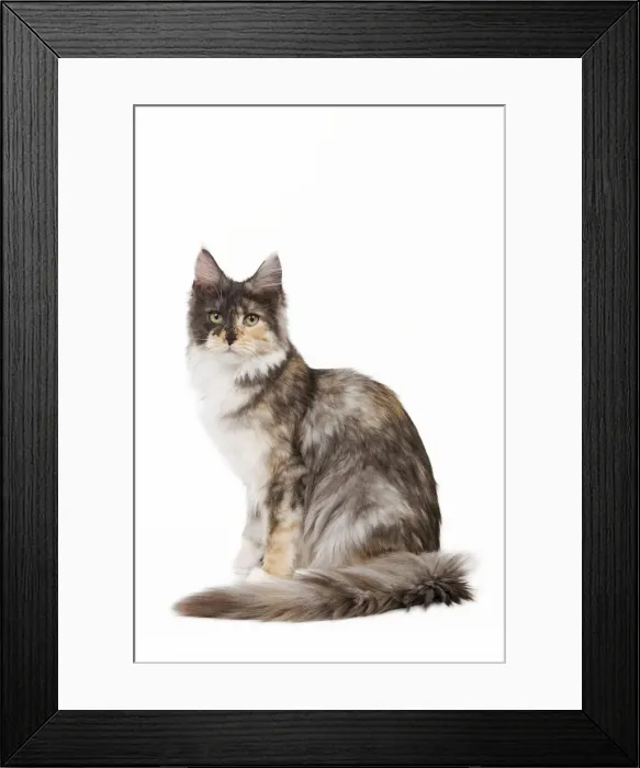 Framed Print : Cat- Maine Coon - 7 month old Black tortie smoke & white sitting in studio Framed Print : Cat- Maine Coon - 7 month old Black tortie smoke & white sitting in studio
