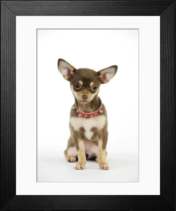 Framed Print : DOG. Chihuahua puppy wearing studded collar Framed Print : DOG. Chihuahua puppy wearing studded collar