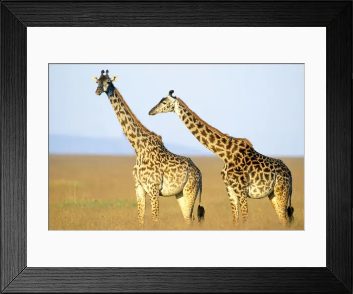 Framed Print : Masai Giraffe - Maasai Mara National Park - Kenya - Africa Framed Print : Masai Giraffe - Maasai Mara National Park - Kenya - Africa