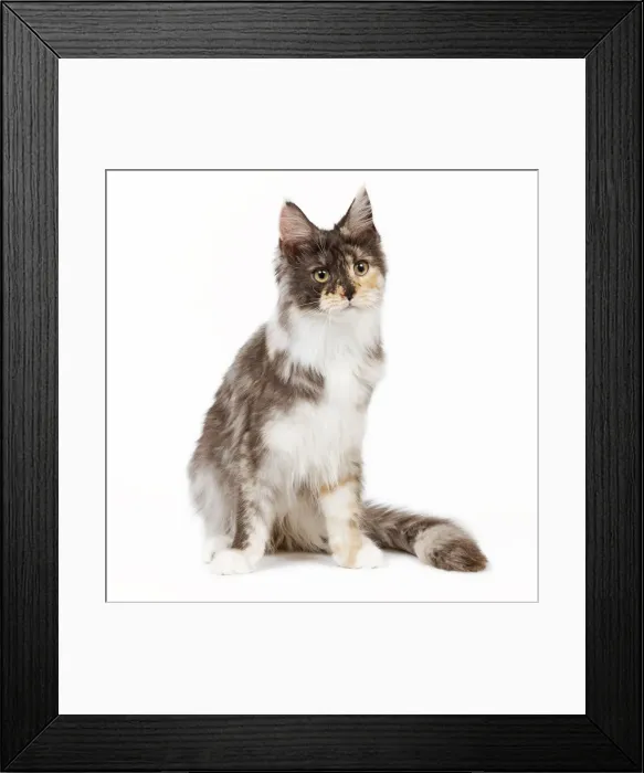 Framed Print : Cat- Maine Coon - 7 month old Black tortie smoke & white sitting in studio Framed Print : Cat- Maine Coon - 7 month old Black tortie smoke & white sitting in studio