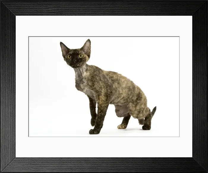 Framed Print : Cat - tortie Devon Rex in studio Framed Print : Cat - tortie Devon Rex in studio