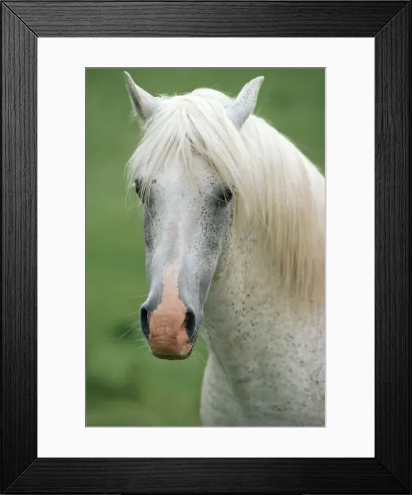 Framed Print : New Forest Pony Framed Print : New Forest Pony