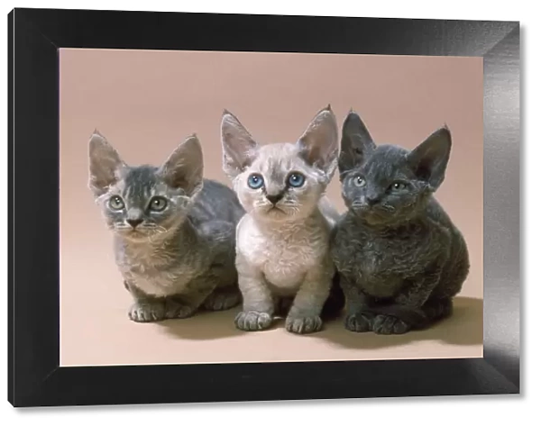 Devon Rex Cat - three kittens