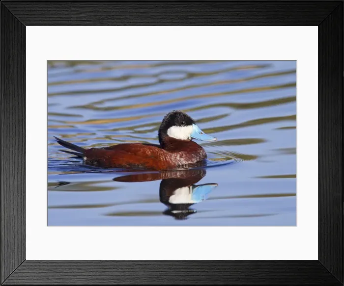 Framed Print : Ruddy Duck - adult male in breeding plumage - March - Arizona - USA Framed Print : Ruddy Duck - adult male in breeding plumage - March - Arizona - USA
