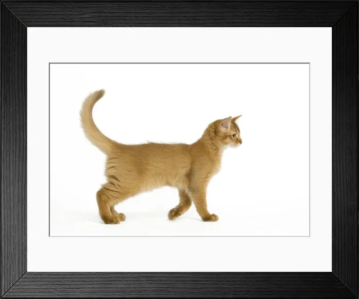 Framed Print : Cat - Red Somali / long-haired Abyssinian kitten in studio Framed Print : Cat - Red Somali / long-haired Abyssinian kitten in studio