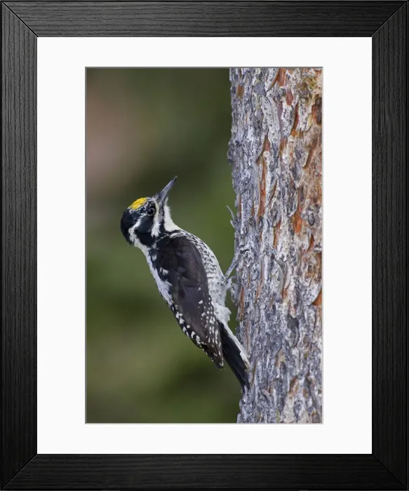 Framed Print : American Three-toed Woodpecker. Male. Found in boreal forests and montane coniferous forests across North America. Wyoming in July. USA Framed Print : American Three-toed Woodpecker. Male. Found in boreal forests and montane coniferous forests across North America. Wyoming in July. USA