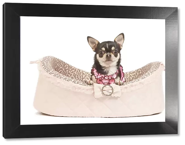 Dog - short-haired chihuahua in studio in dog bed wearing pink top