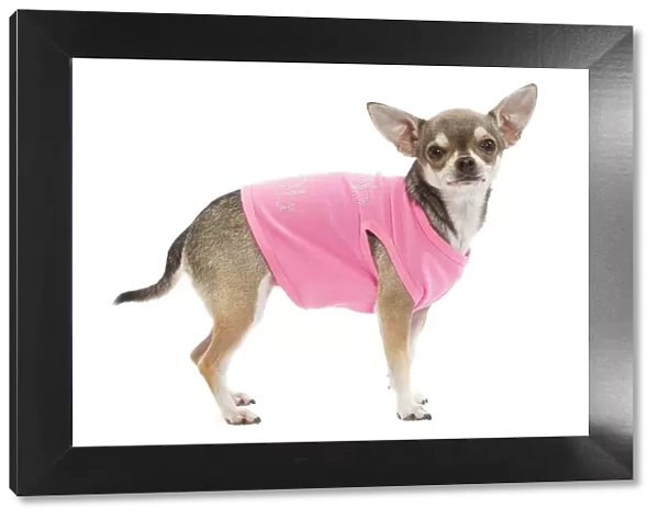 Dog - Short-haired Chihuahua wearing pink t-shirt