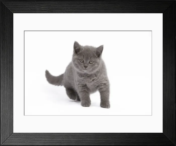 Framed Print : Cat - Chartreux kitten in studio Framed Print : Cat - Chartreux kitten in studio