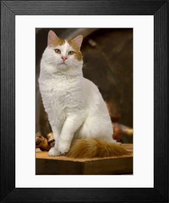 Framed Print : Cat - Turkish Van Framed Print : Cat - Turkish Van