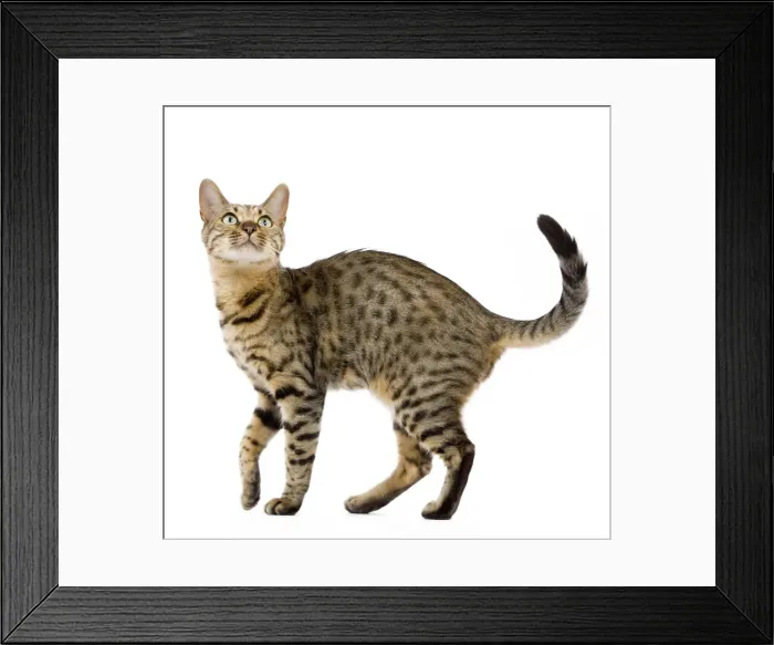 Framed Print : Cat - Bengal - Brown spotted in studio Framed Print : Cat - Bengal - Brown spotted in studio