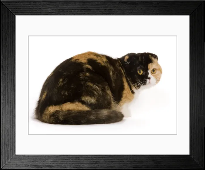 Framed Print : Cat - Scottish fold in studio Framed Print : Cat - Scottish fold in studio