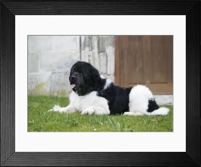 Framed Print : Newfoundland Dog