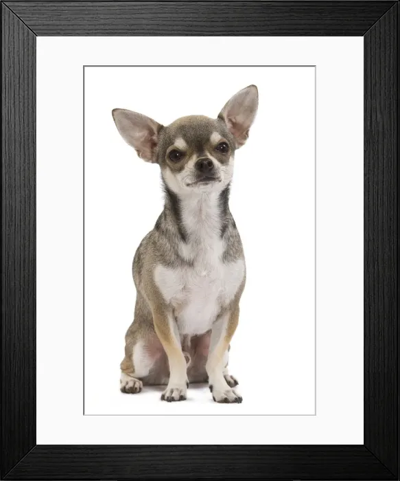 Framed Print : Dog - Short-haired Chihuahua Framed Print : Dog - Short-haired Chihuahua