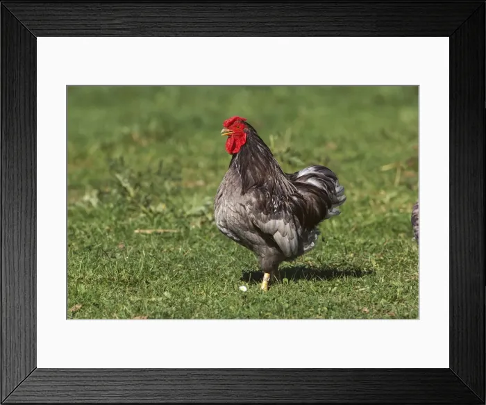 Framed Print : Chicken - Wyandotte Cock / Rooster on grass JPF17874 Framed Print : Chicken - Wyandotte Cock / Rooster on grass JPF17874