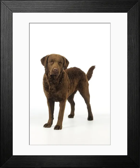 Framed Print : DOG. Cheasapeake bay retriever standing