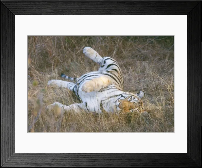 Framed Print : Tiger JVG 3350 Panna National Park, India. Panthera tigris © Joanna Van Gruisen / ARDEA LONDON Framed Print : Tiger JVG 3350 Panna National Park, India. Panthera tigris © Joanna Van Gruisen / ARDEA LONDON