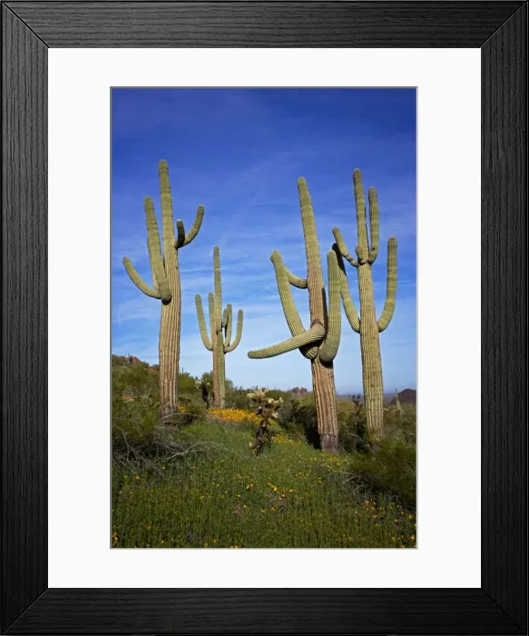 Framed Print : Saguaro Cacti - Showing Mexican Gold poppies blooming (Eschscholtzia mexicana) - Record height: 78 feet - Average mature height: 18 to 30 feet, but often reach heights of 50 to 60 feet - Weighs about 80 pounds per foot - Grows their first arms Framed Print : Saguaro Cacti - Showing Mexican Gold poppies blooming (Eschscholtzia mexicana) - Record height: 78 feet - Average mature height: 18 to 30 feet, but often reach heights of 50 to 60 feet - Weighs about 80 pounds per foot - Grows their first arms