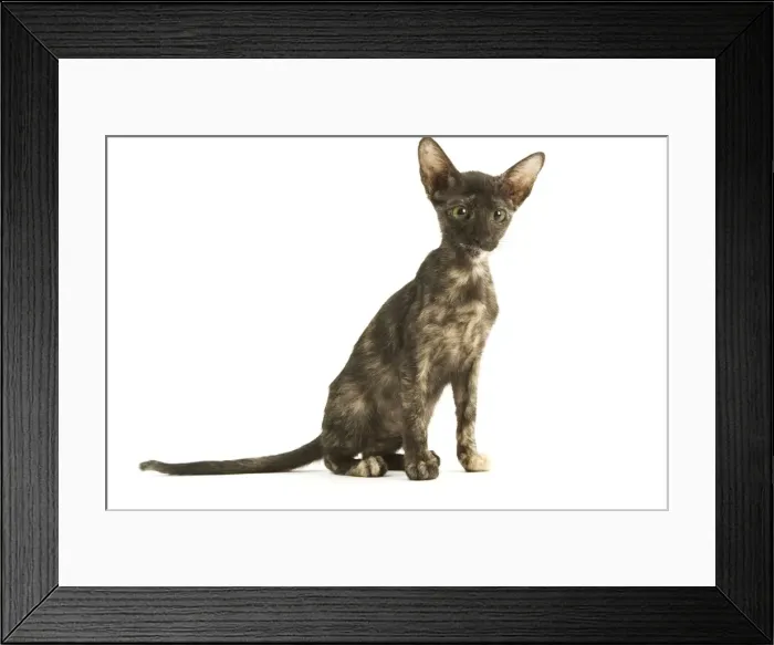 Framed Print : Cat - Oriental tortie seal kitten in studio Framed Print : Cat - Oriental tortie seal kitten in studio