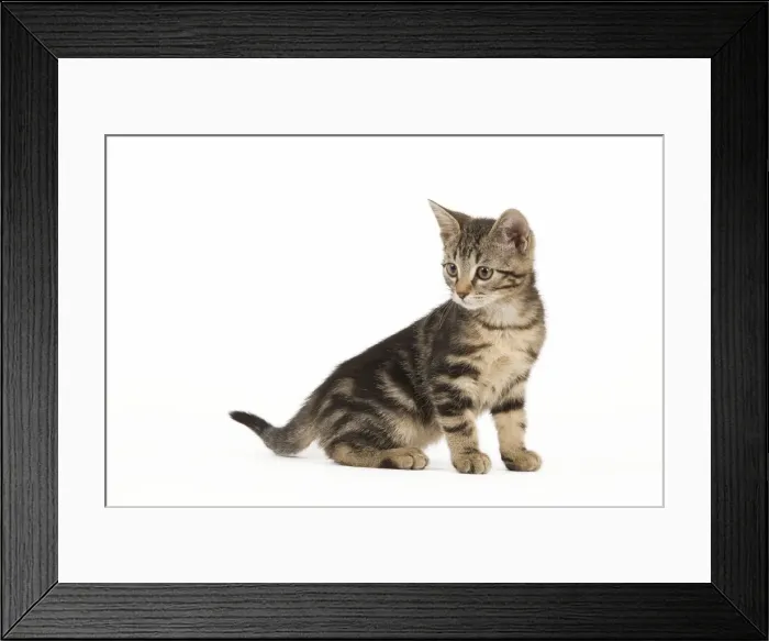 Framed Print : Cat - tabby kitten in studio Framed Print : Cat - tabby kitten in studio