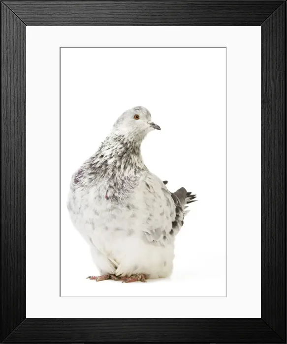 Framed Print : Fancy Pigeon Breed Grisson argente Framed Print : Fancy Pigeon Breed Grisson argente