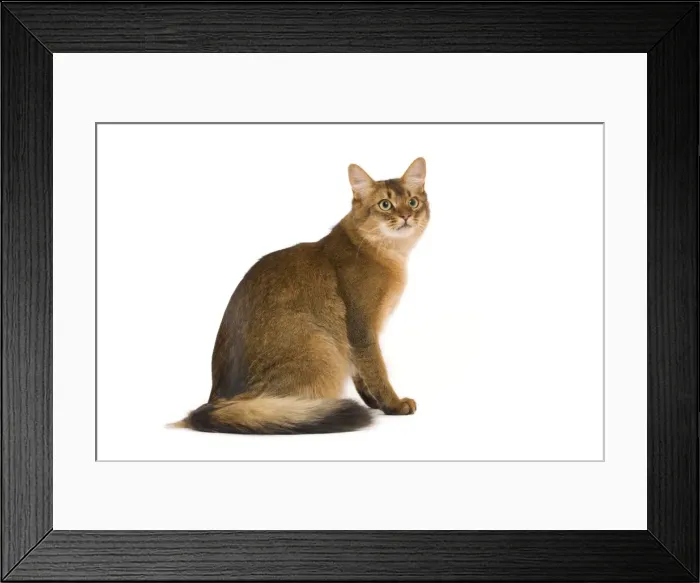 Framed Print : Cat - Somali in studio Framed Print : Cat - Somali in studio