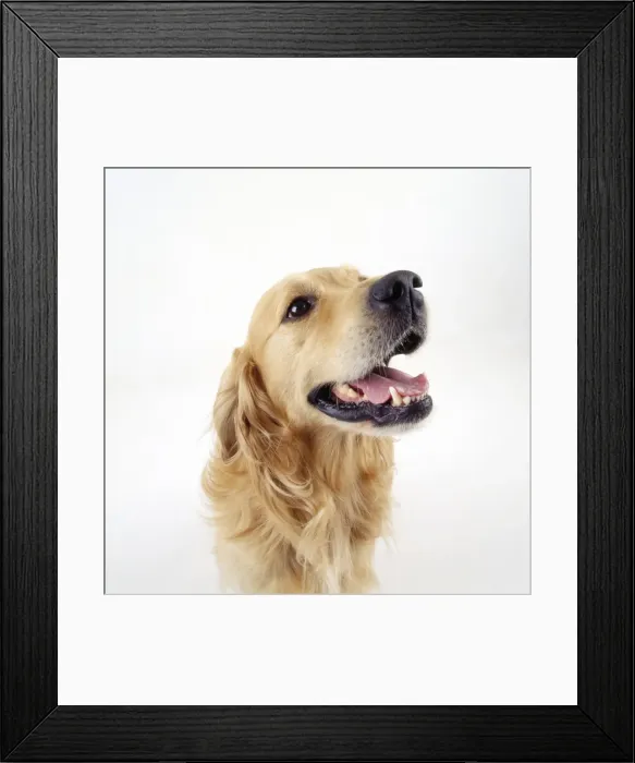Framed Print : Golden Retriever Dog Framed Print : Golden Retriever Dog