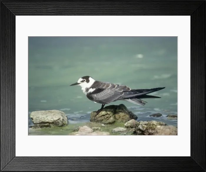Framed Print : Black Tern Framed Print : Black Tern