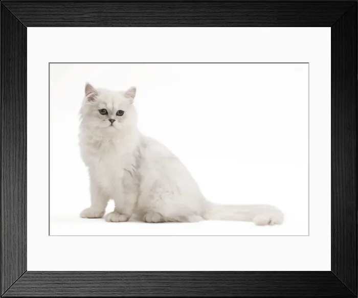 Framed Print : Tiffanie Cat - in studio Framed Print : Tiffanie Cat - in studio