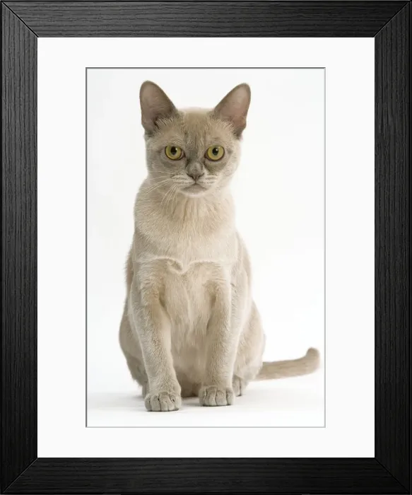Framed Print : Cat - Burmese American lilac in studio Framed Print : Cat - Burmese American lilac in studio