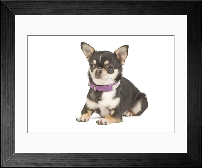 Framed Print : Dog - short-haired chihuahua in studio with diamante collar Framed Print : Dog - short-haired chihuahua in studio with diamante collar