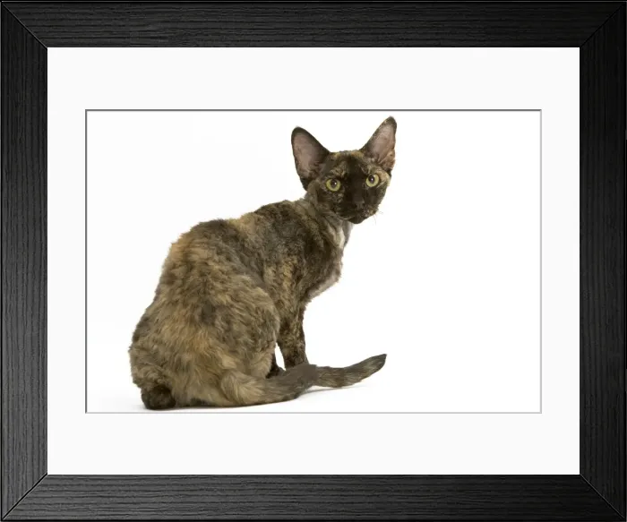 Framed Print : Cat - tortie Devon Rex in studio Framed Print : Cat - tortie Devon Rex in studio