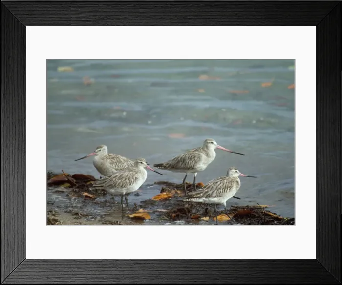 Framed Print : Bar-tailed Godwit Framed Print : Bar-tailed Godwit