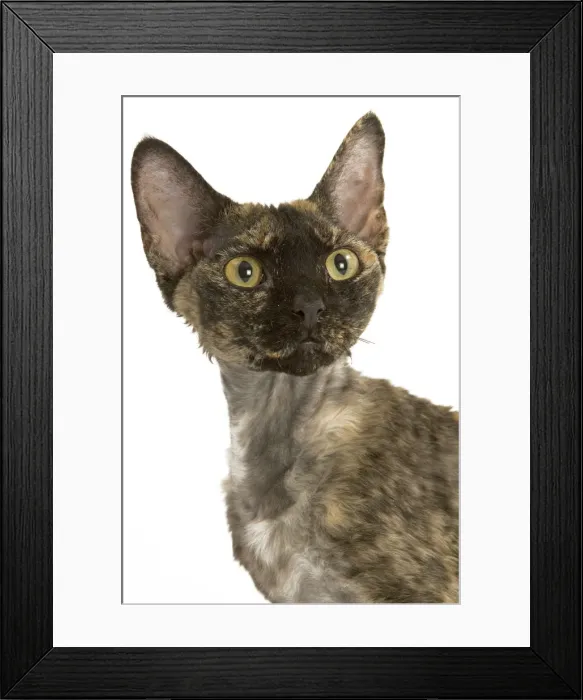 Framed Print : Cat - tortie Devon Rex in studio Framed Print : Cat - tortie Devon Rex in studio