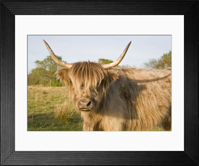 Framed Print : Highland Cattle - Norfolk grazing marsh - UK Framed Print : Highland Cattle - Norfolk grazing marsh - UK