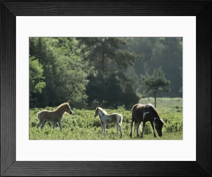 Framed Print : Horse - New Forest ponys - Lyndhurst - UK Framed Print : Horse - New Forest ponys - Lyndhurst - UK