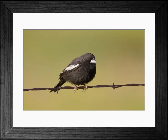 Framed Print : Lark Bunting - adult male perched on barbed wire fence - July - Colorado - USA Framed Print : Lark Bunting - adult male perched on barbed wire fence - July - Colorado - USA