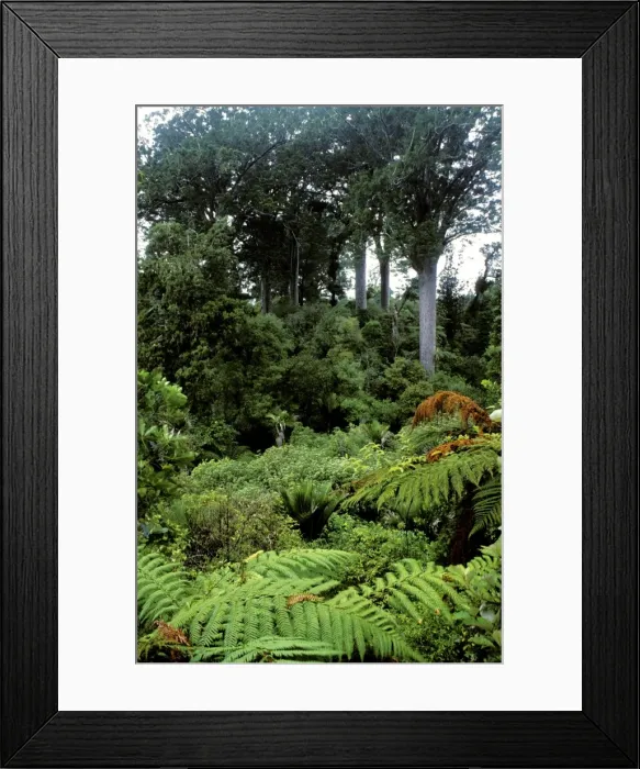 Framed Print : Kauri Pines - Coromandel Peninsula, North Island, New Zealand JPF19223 Framed Print : Kauri Pines - Coromandel Peninsula, North Island, New Zealand JPF19223