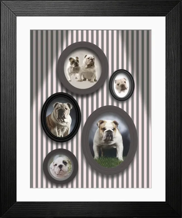 Framed Print : Dog - pictures of English Bulldogs in frames on wall Framed Print : Dog - pictures of English Bulldogs in frames on wall
