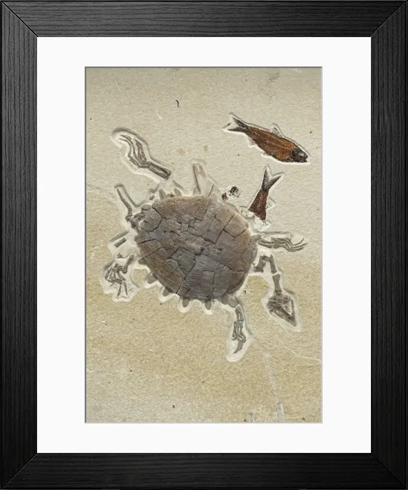 Framed Print : Fossil Softshell Turtle - Green River Formation - Eocene - Wyoming - Specimen Courtesy Geo Decor (please credit) Framed Print : Fossil Softshell Turtle - Green River Formation - Eocene - Wyoming - Specimen Courtesy Geo Decor (please credit)