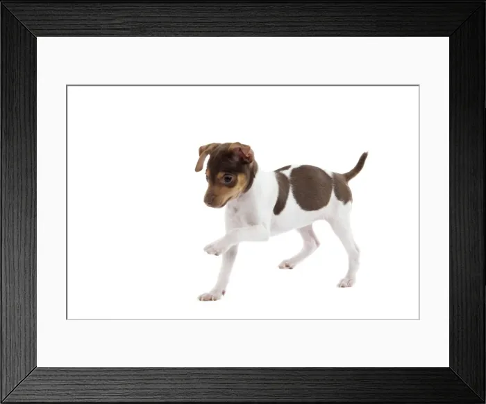 Framed Print : Dog - Brazilian Terrier puppy running in studio Framed Print : Dog - Brazilian Terrier puppy running in studio