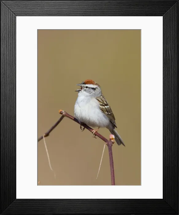 Framed Print : Chipping Sparrow on territory in spring. CT in April. USA Framed Print : Chipping Sparrow on territory in spring. CT in April. USA