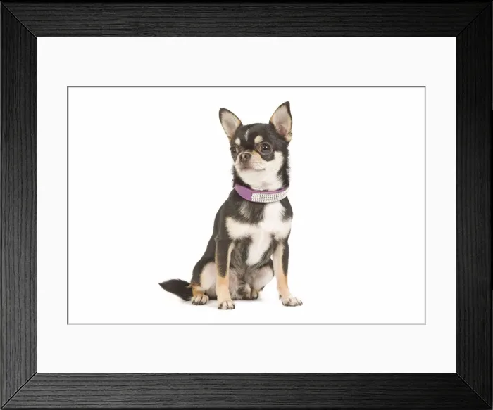 Framed Print : Dog - short-haired chihuahua in studio with diamante collar Framed Print : Dog - short-haired chihuahua in studio with diamante collar