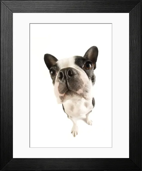 Framed Print : Dog - Boston Terrier Manipulated: Spherized Framed Print : Dog - Boston Terrier Manipulated: Spherized
