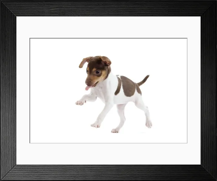Framed Print : Dog - Brazilian Terrier puppy in studio Framed Print : Dog - Brazilian Terrier puppy in studio