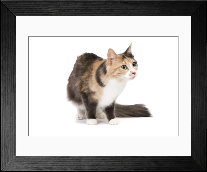 Framed Print : Cat - Turkish Angora - Blue cream & white Framed Print : Cat - Turkish Angora - Blue cream & white