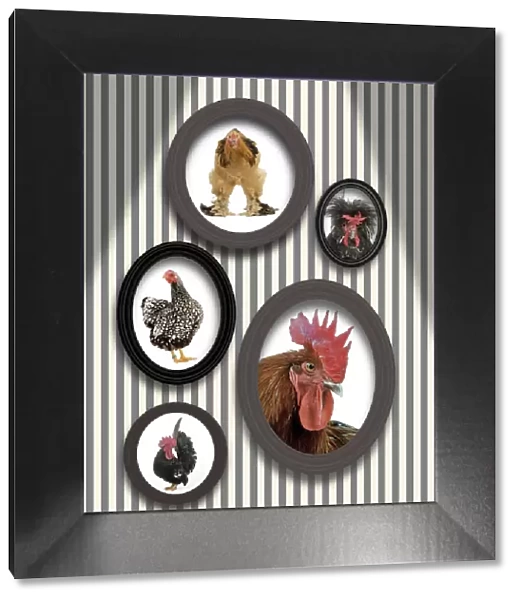 Chickens - pictures of chickens in frames on wall