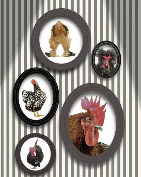 Chickens - pictures of chickens in frames on wall