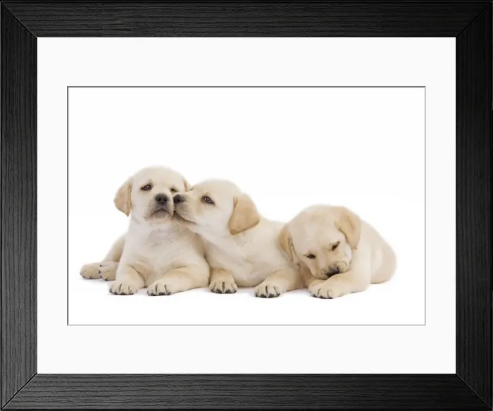 Framed Print : Dog - three Labrador puppies in studio Framed Print : Dog - three Labrador puppies in studio
