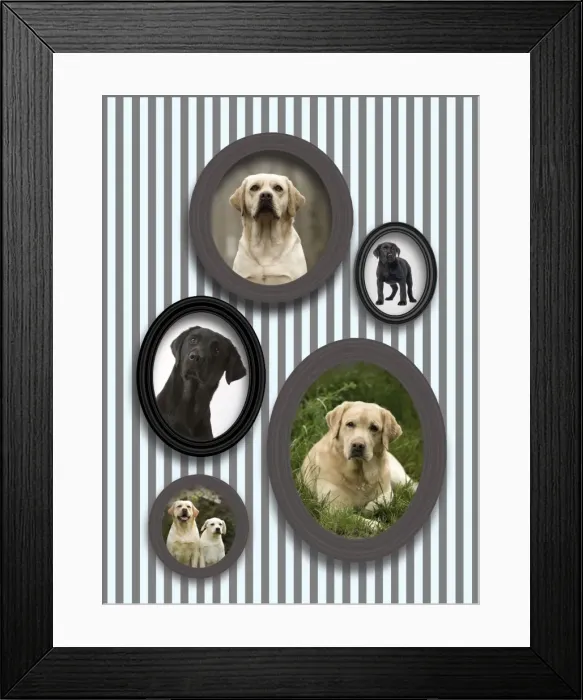 Framed Print : Dog - pictures of Labradors in frames on wall Framed Print : Dog - pictures of Labradors in frames on wall
